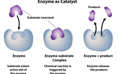 Enzymes in Wastewater Treatment –  Eco-Friendly Innovation and Transformative Results